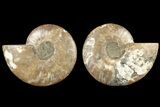 Agatized, Cut & Polished Ammonite Fossil - Madagasar #184294-1